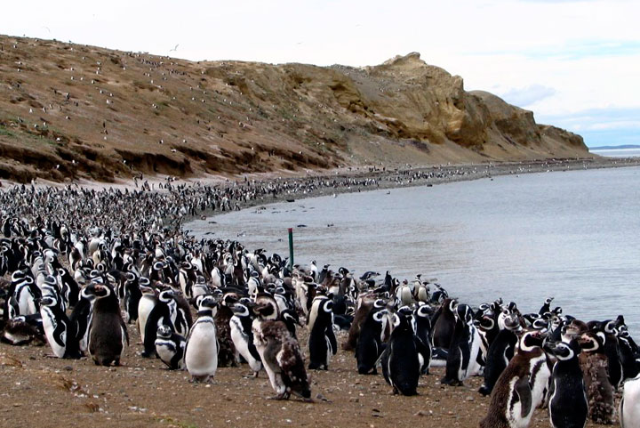 Viajes_personalizados_pingüinos
