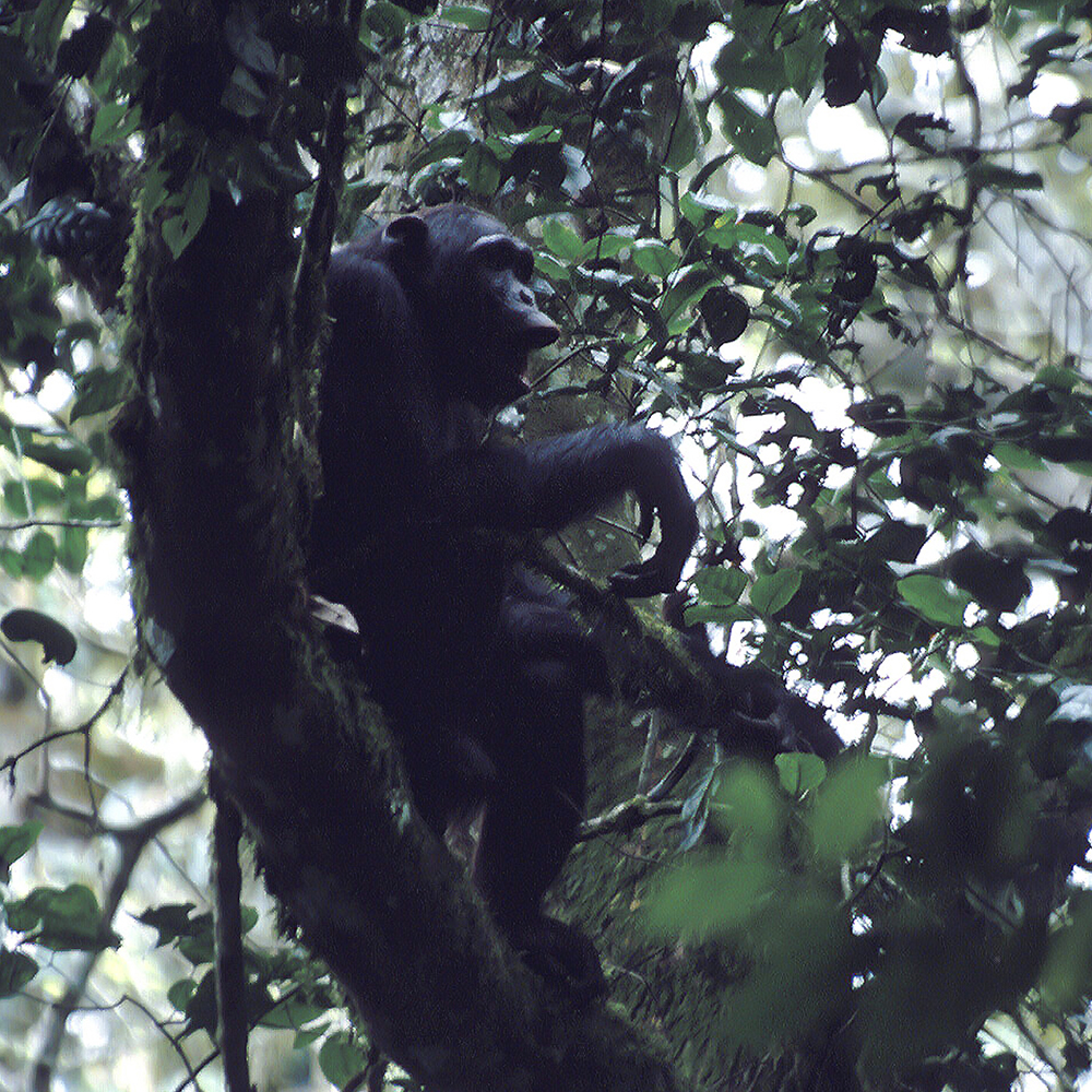 Chimpanzé adulto en un árbol 2