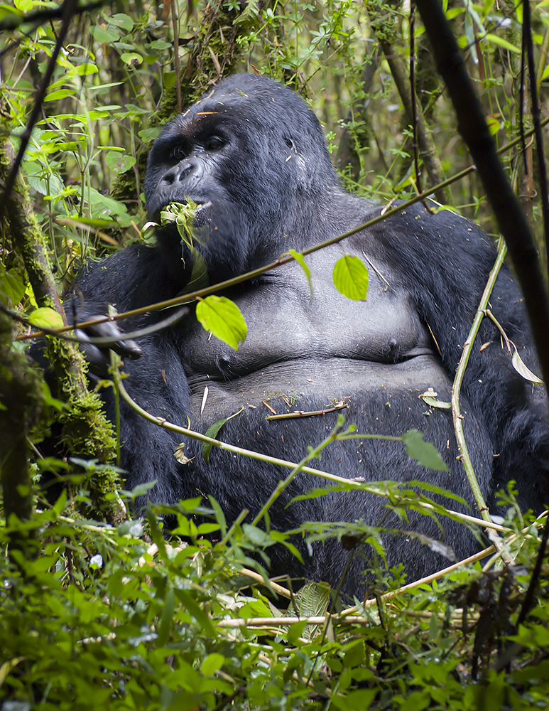 Gorila macho adulto comiendo