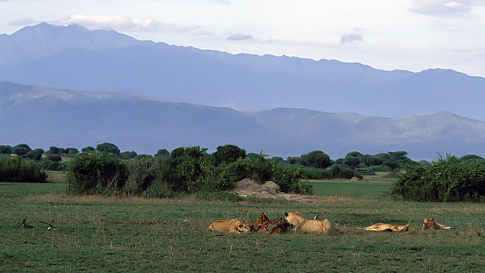 PN Queen E- Grupo de leones y Ruwenzori al fondo - 2